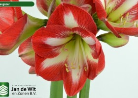 hippeastrum Stargazer ® (2)